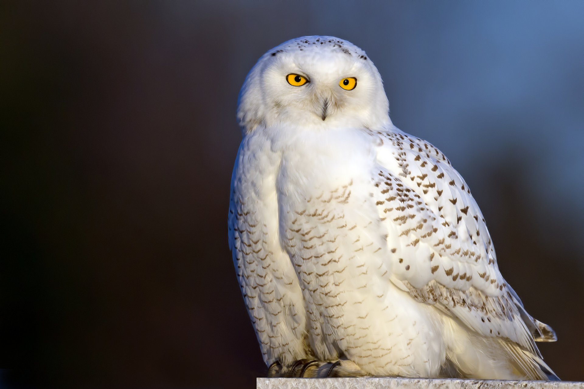 polareule weiße eule vogel