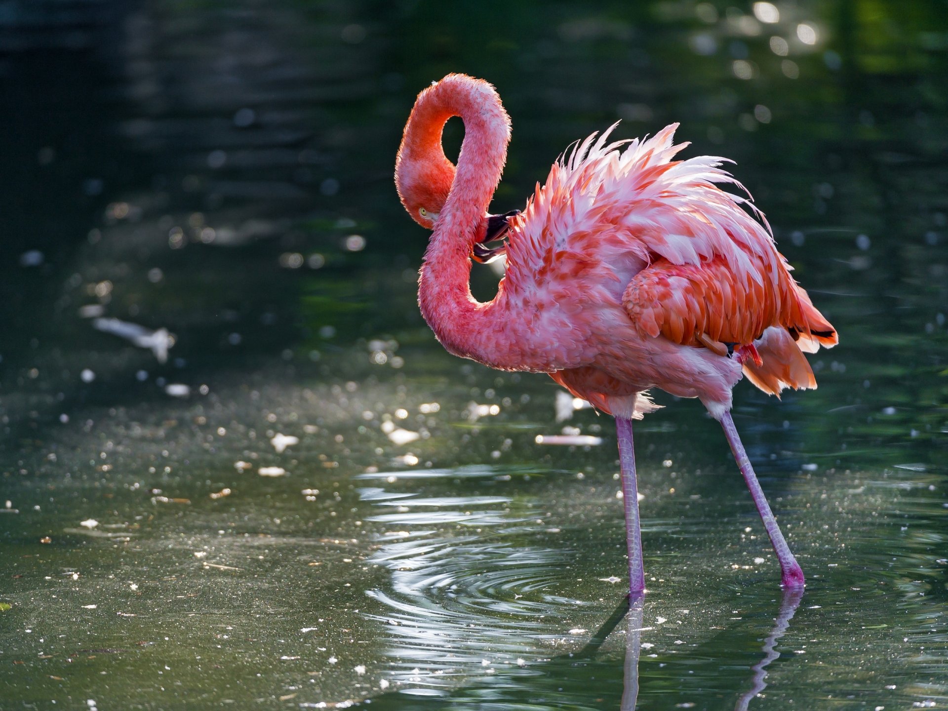 fenicottero rosa uccello acqua