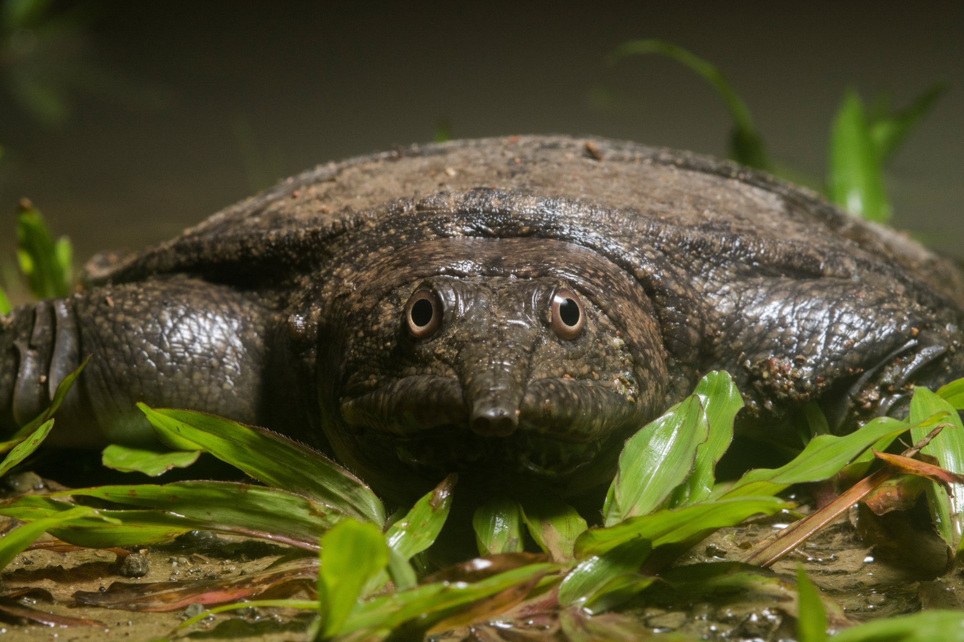 dogania subplana dogana turtle