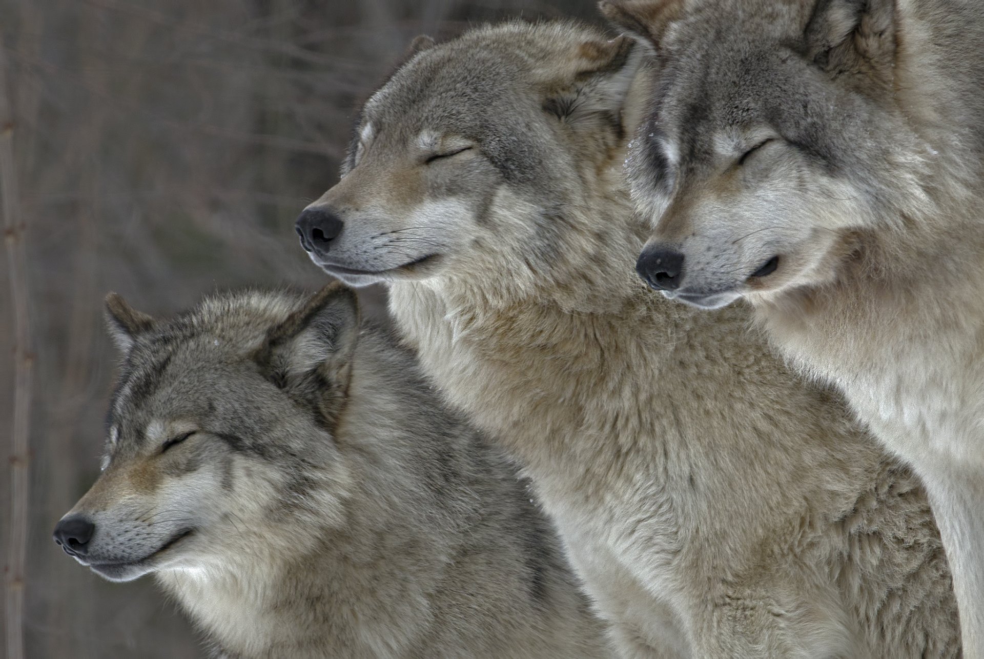 animali lupi pelliccia natura