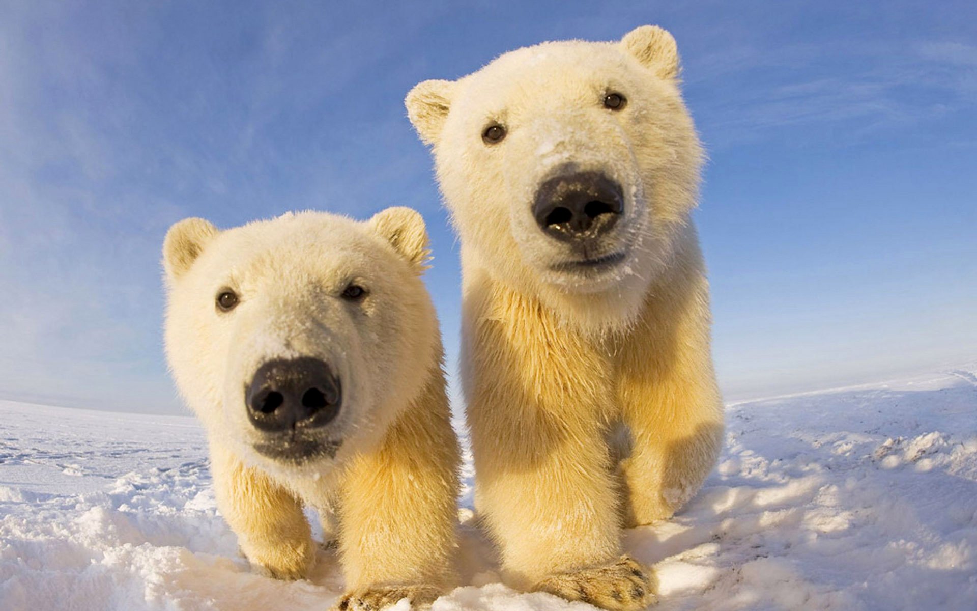 bears north sky snow polar bear