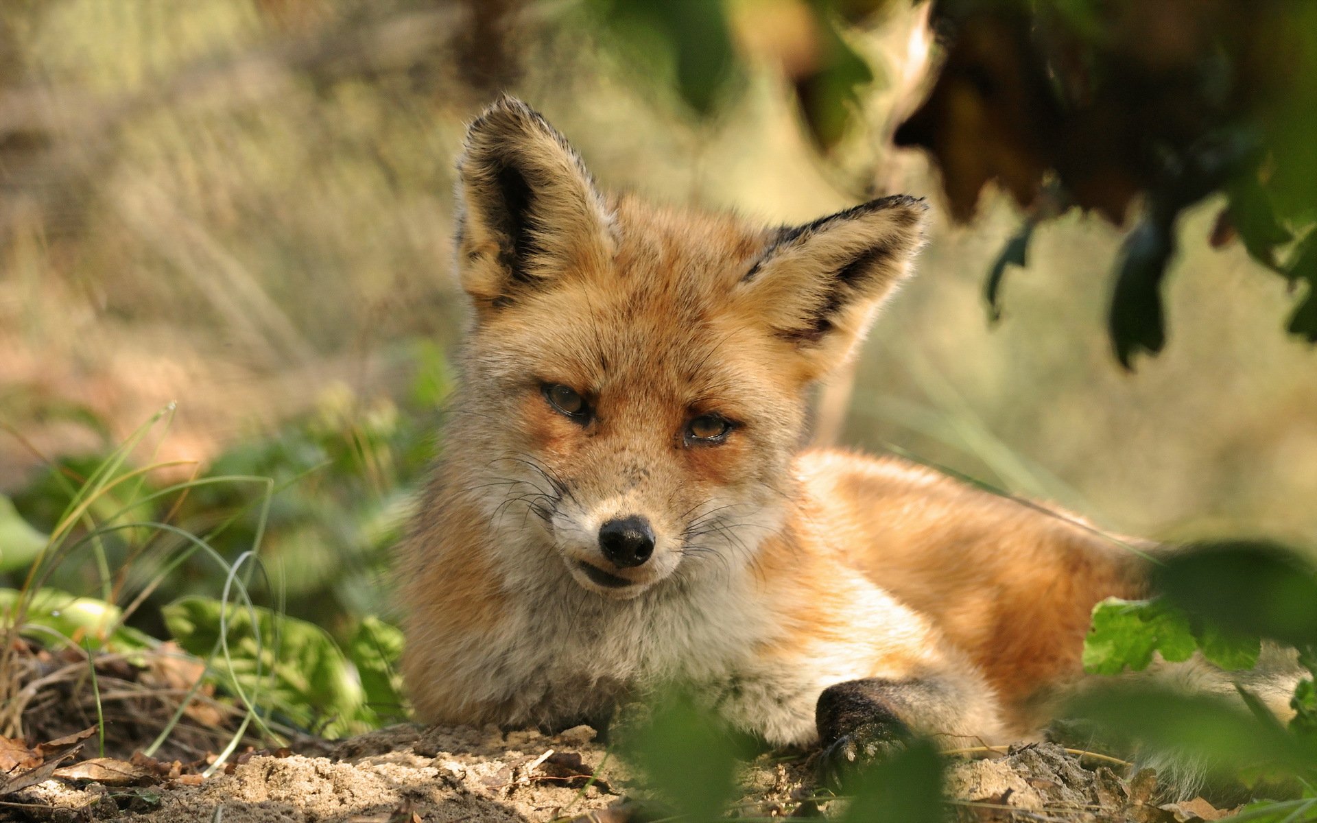 fox nature summer