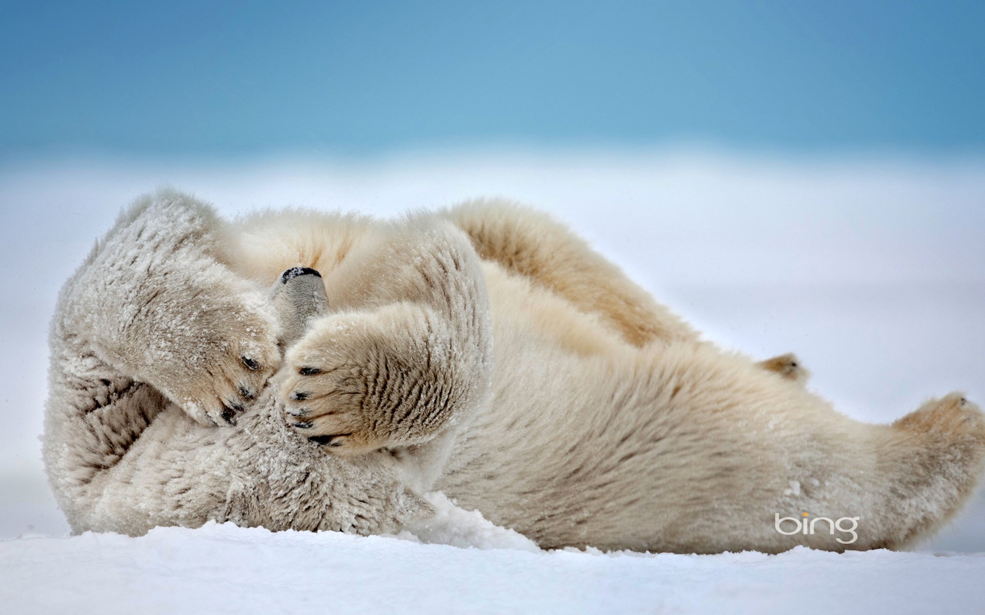 polar bear beaufort sea point barrow alaska united states snow