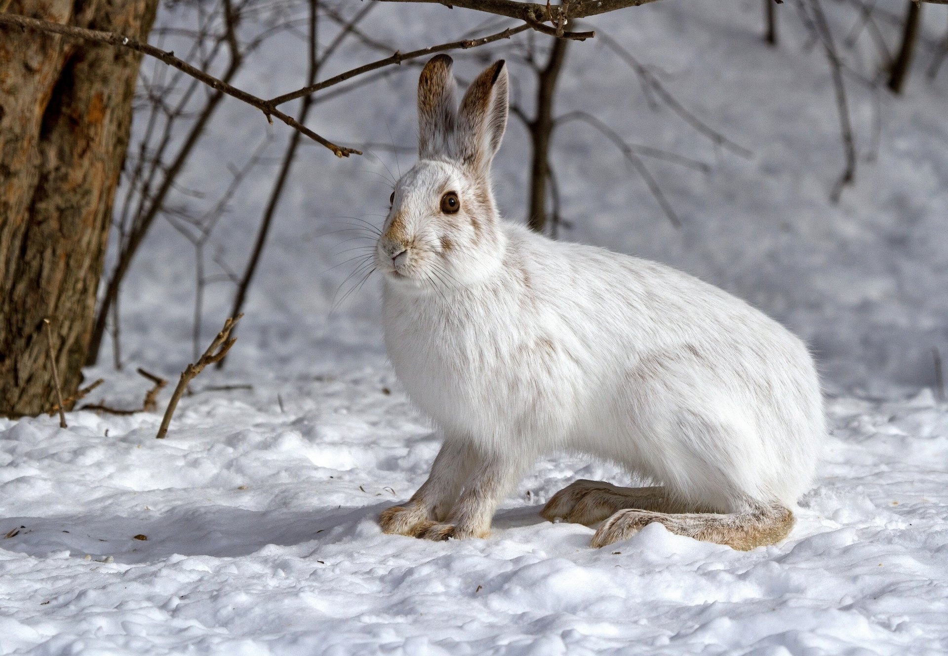 liebre nieve invierno