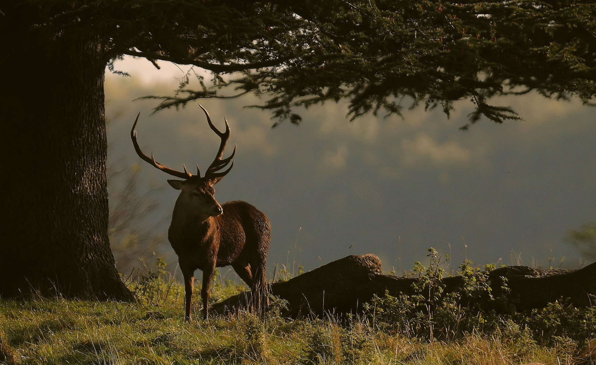 herbe arbre branches cerf