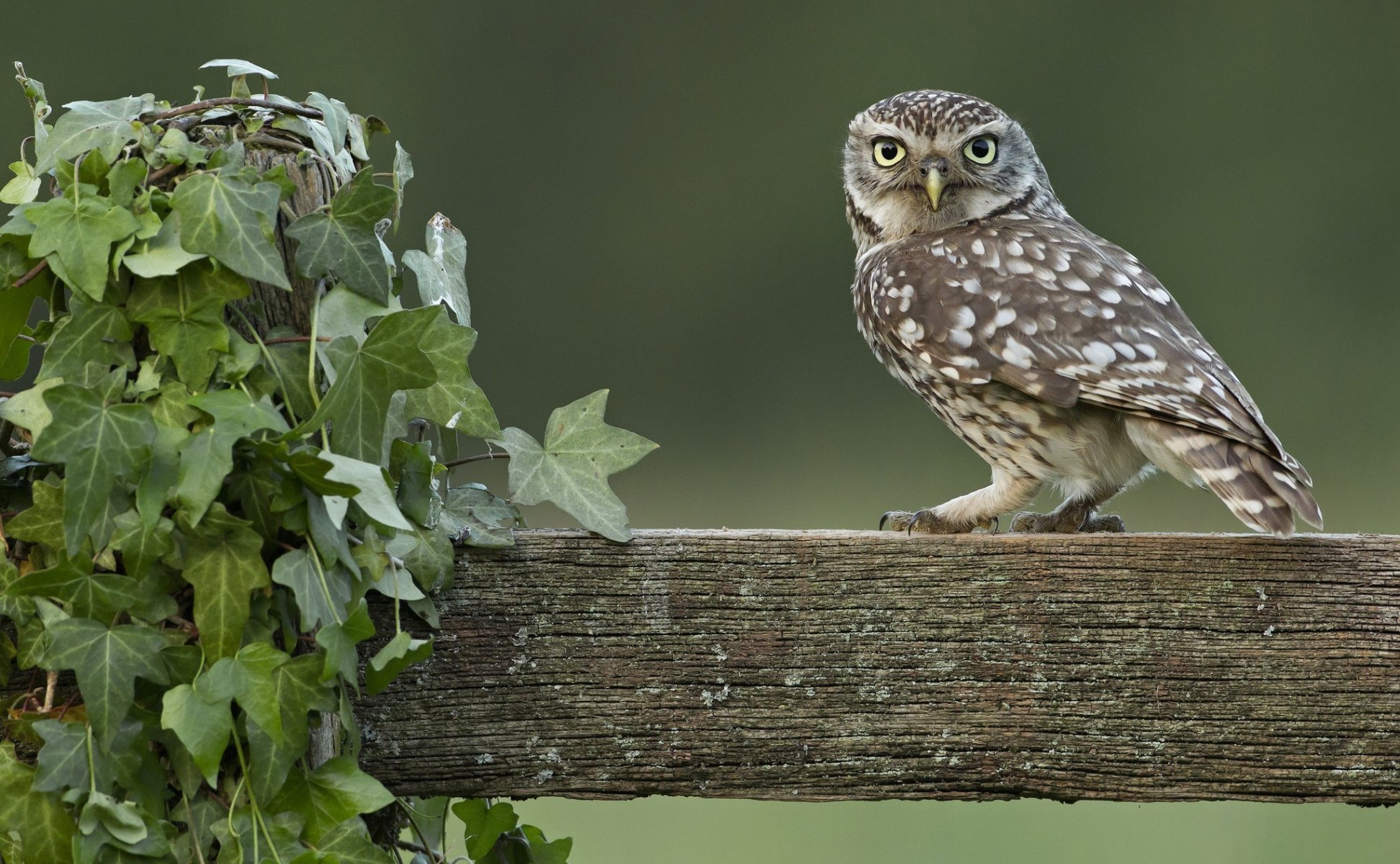 owl fence log ivy vine