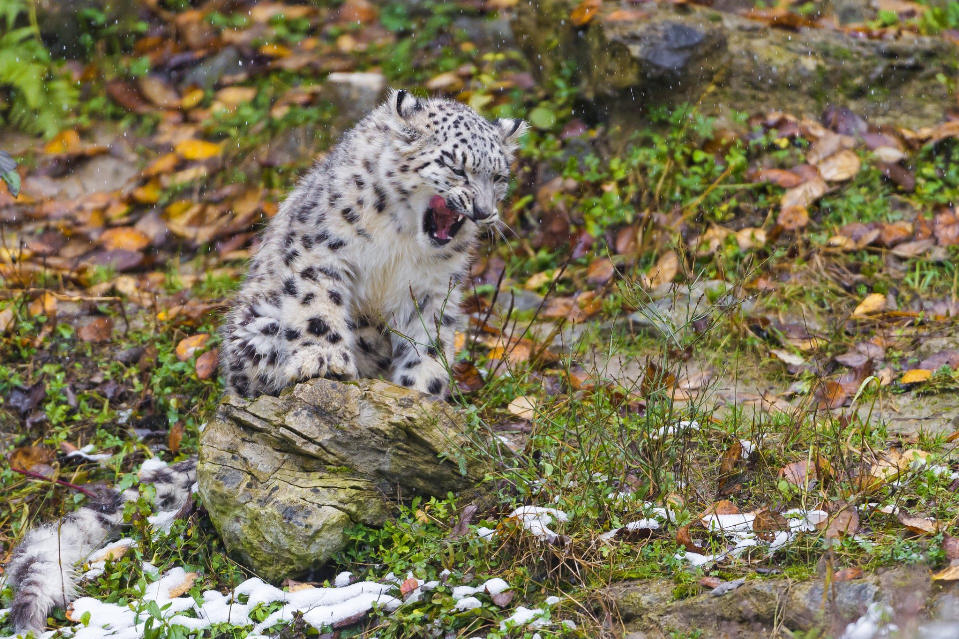 schneeleopard irbis kätzchen schnee katze stein blätter herbst