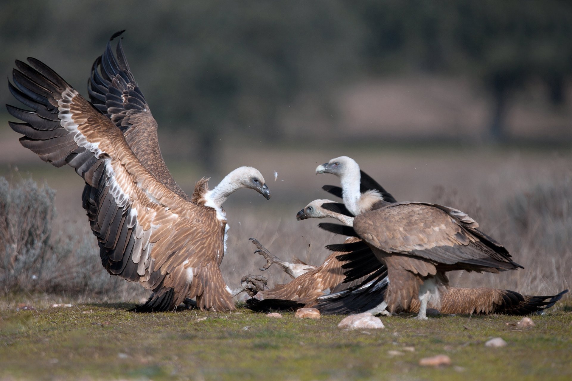 vögel geier federn