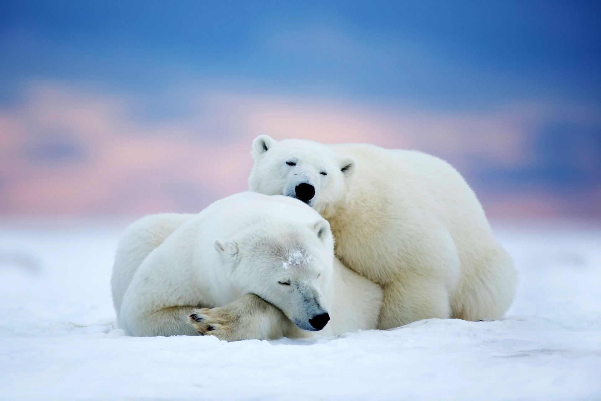 eisbären bären raubtiere zwei schlafen arktis alaska schnee himmel