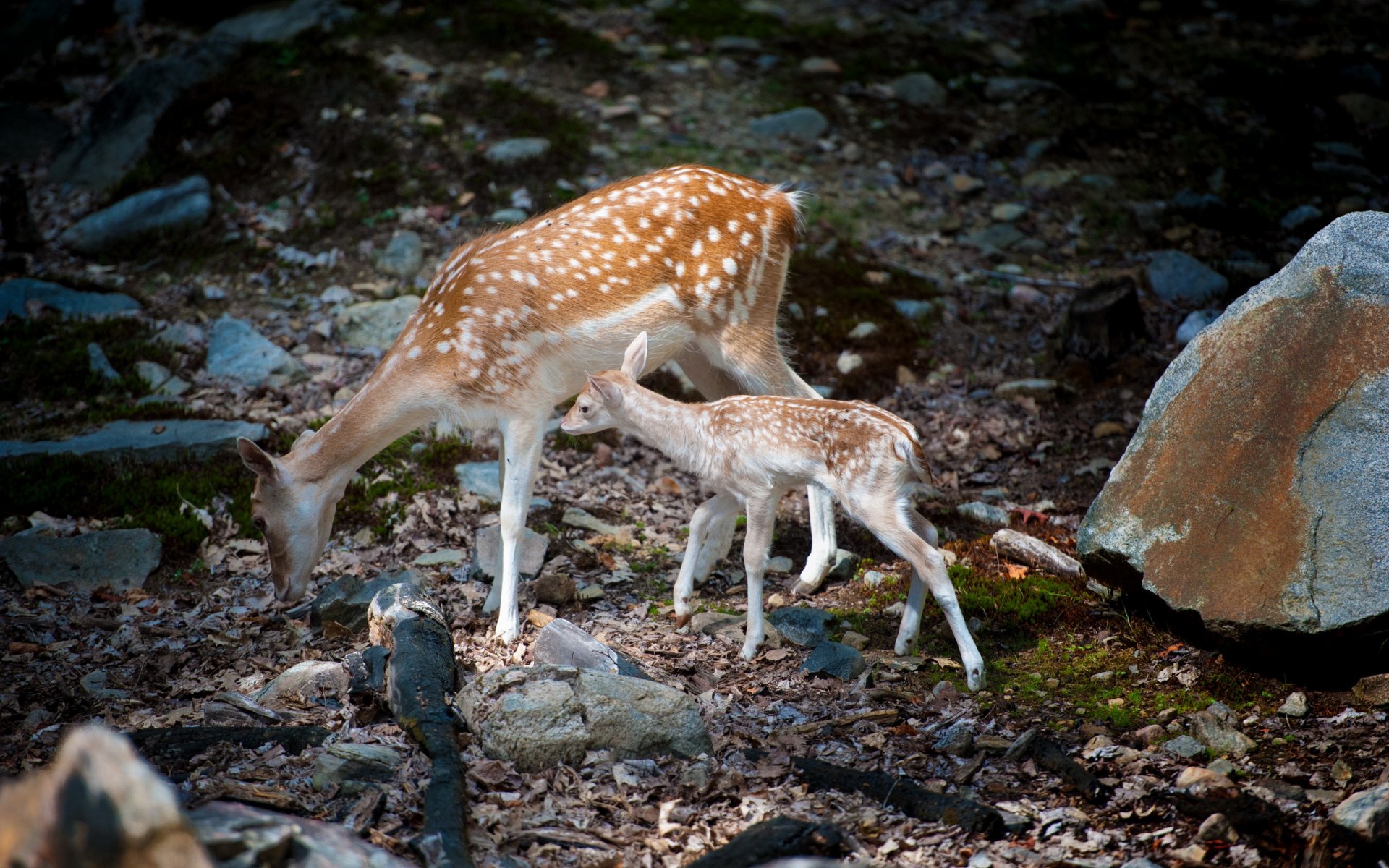 bambi con mamma capriolo natura