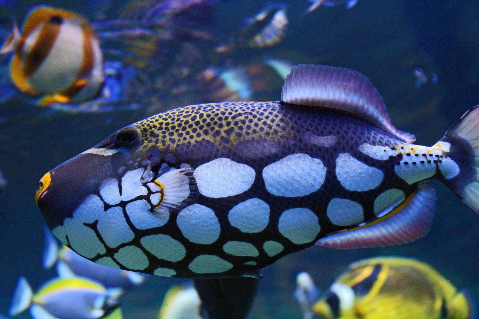 underwater world fish spots flower