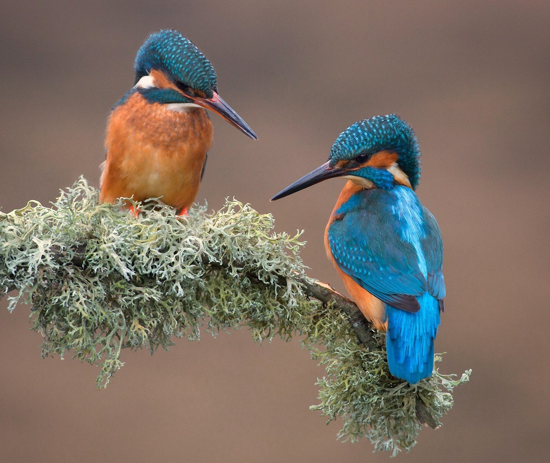 aves martín pescador naturaleza rama musgo