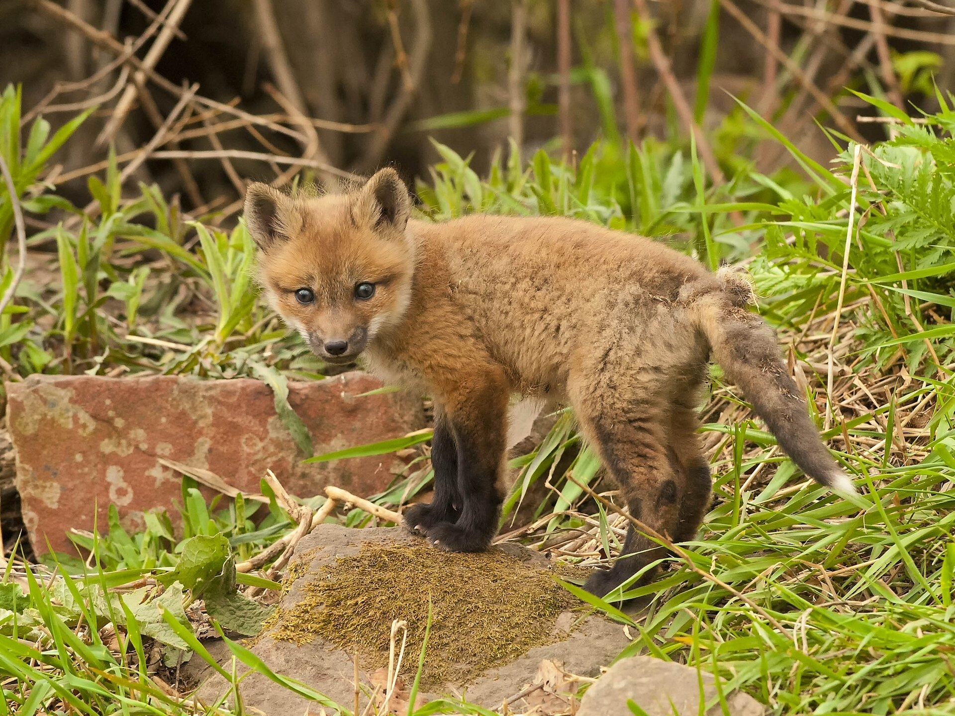 renard enfant pierres herbe