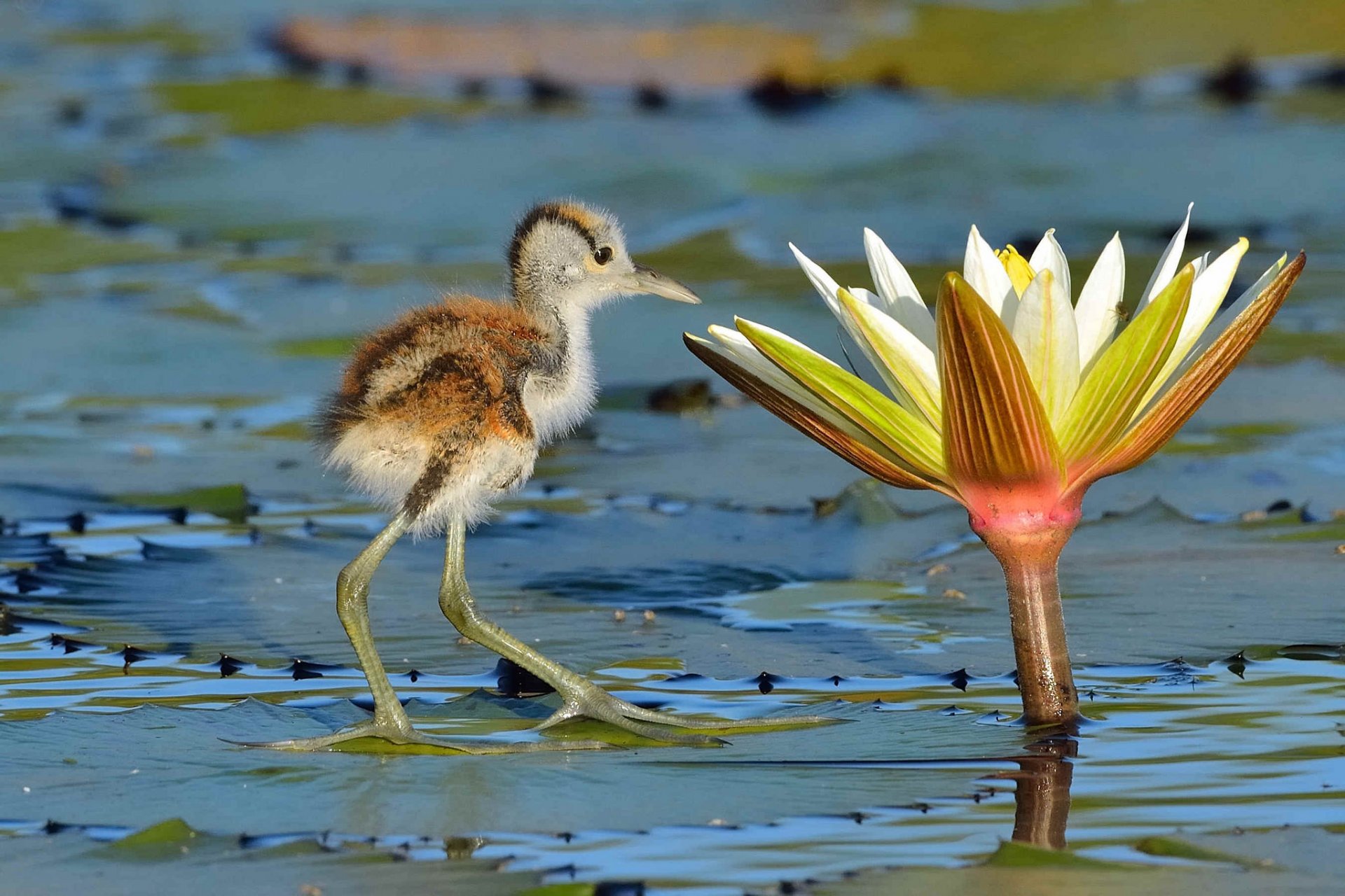 cuerpo de agua loto flor hojas pájaro jacana africana polluelo curiosidades