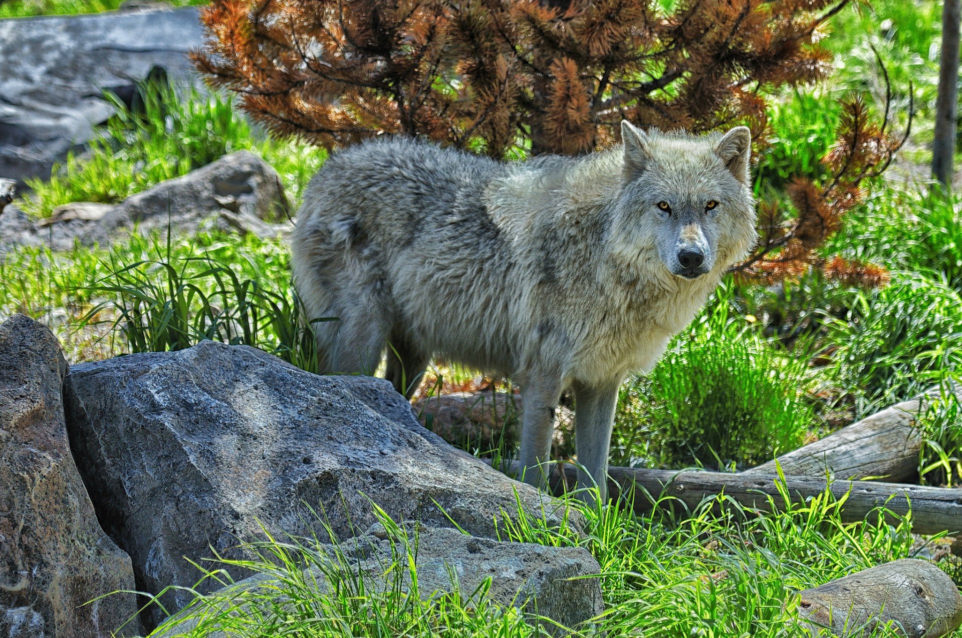 lobo depredador piedras