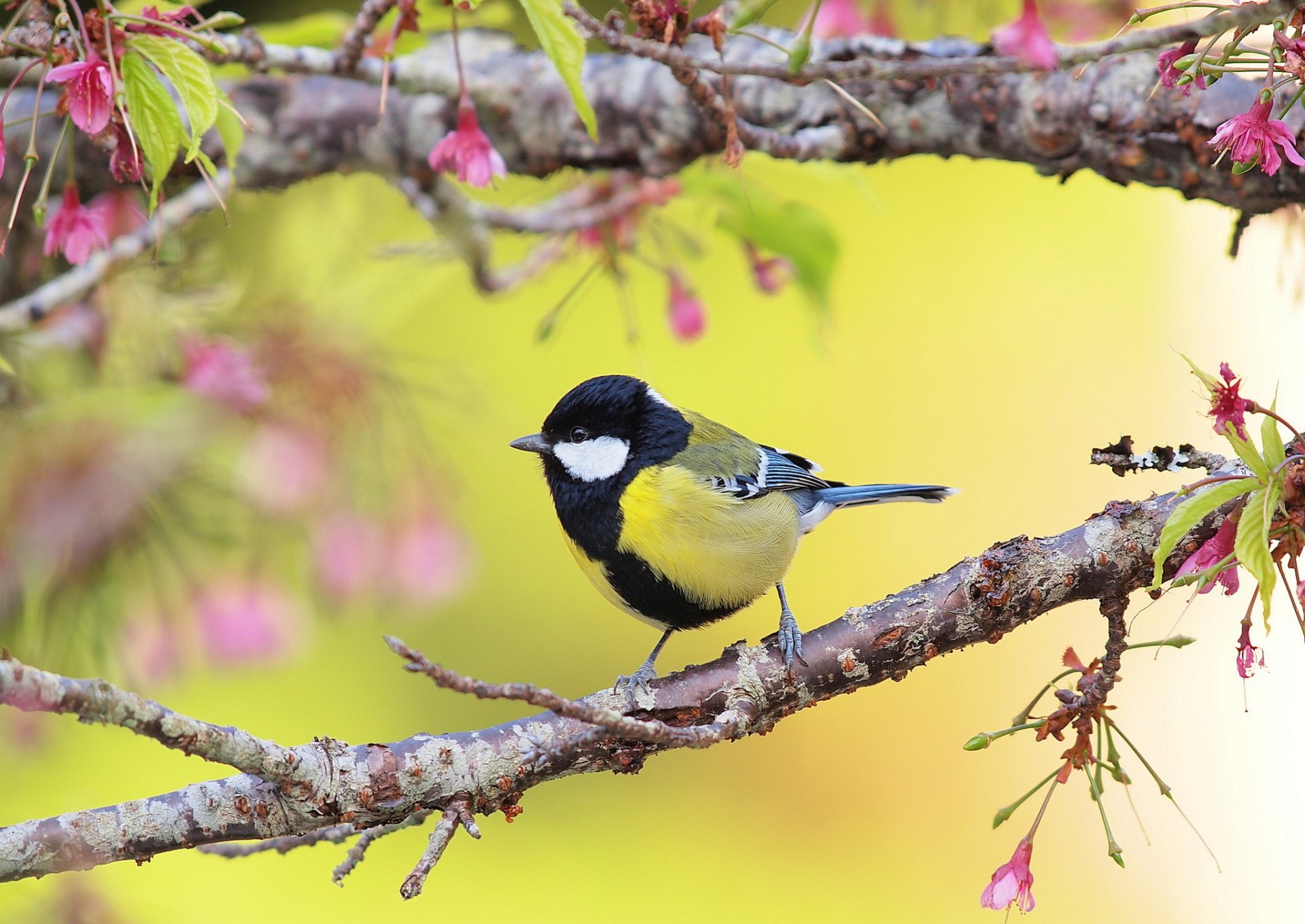 branche fleurs feuilles oiseau mésange