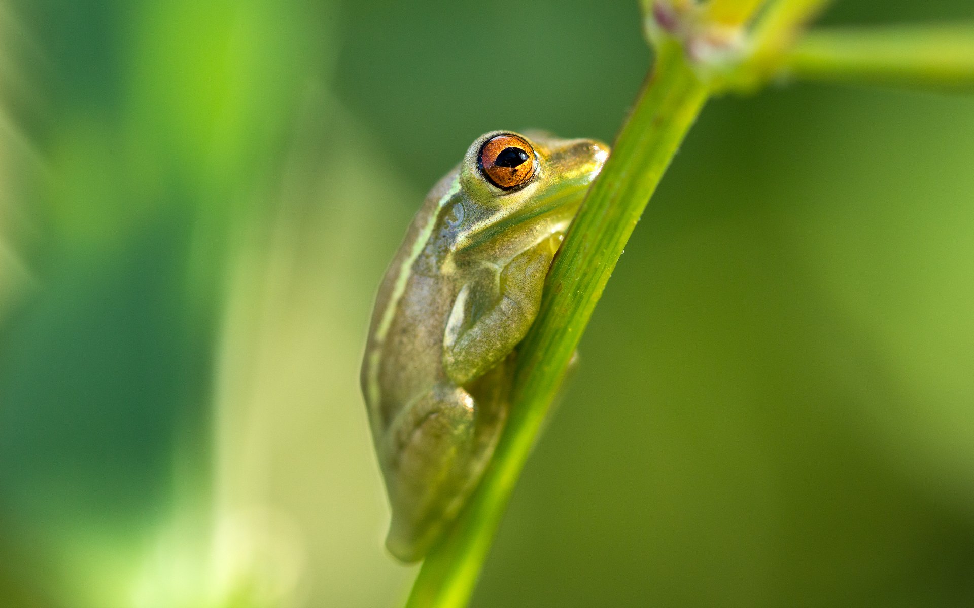 frosch makro