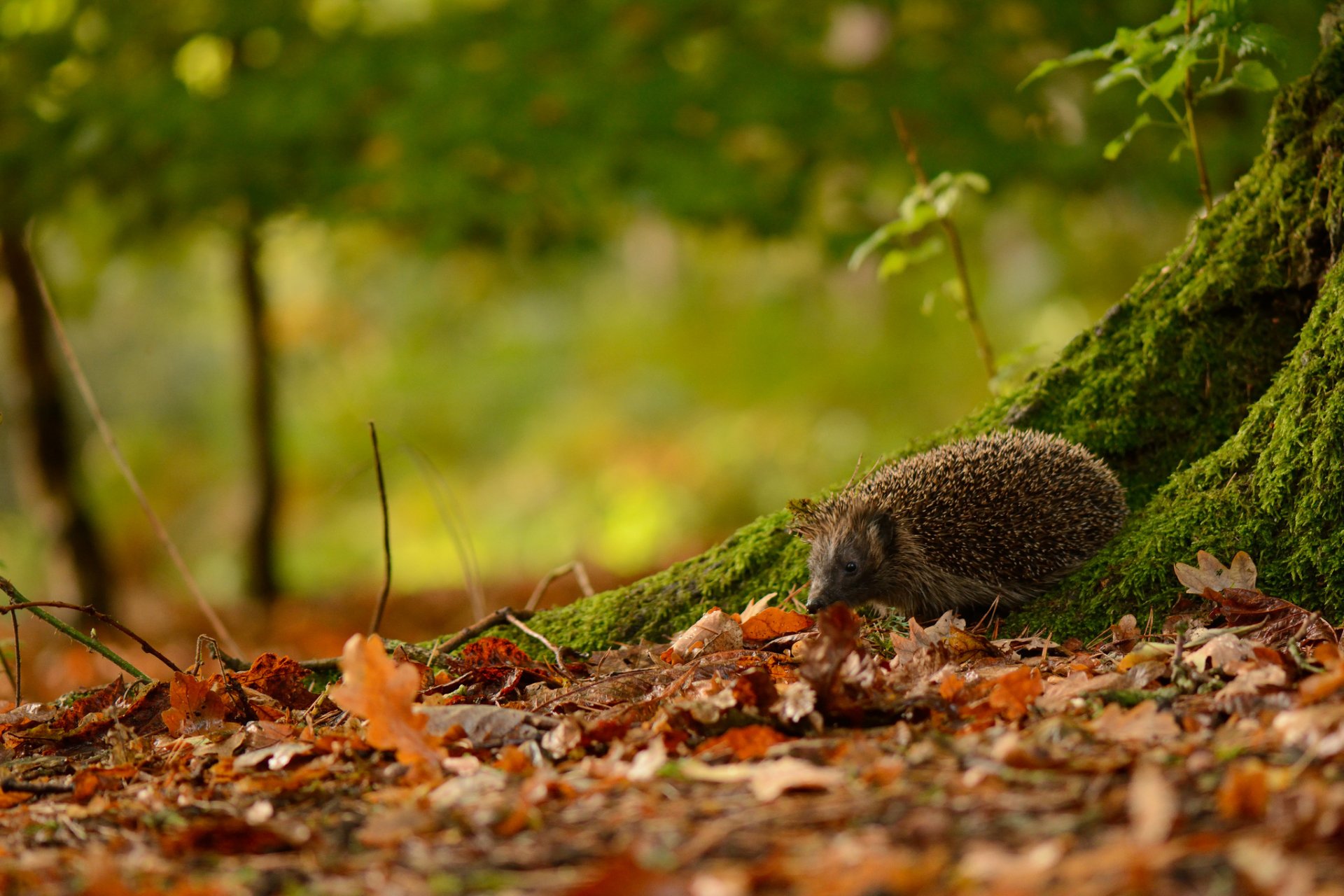 igel augen maulkorb stacheln blätter wald natur