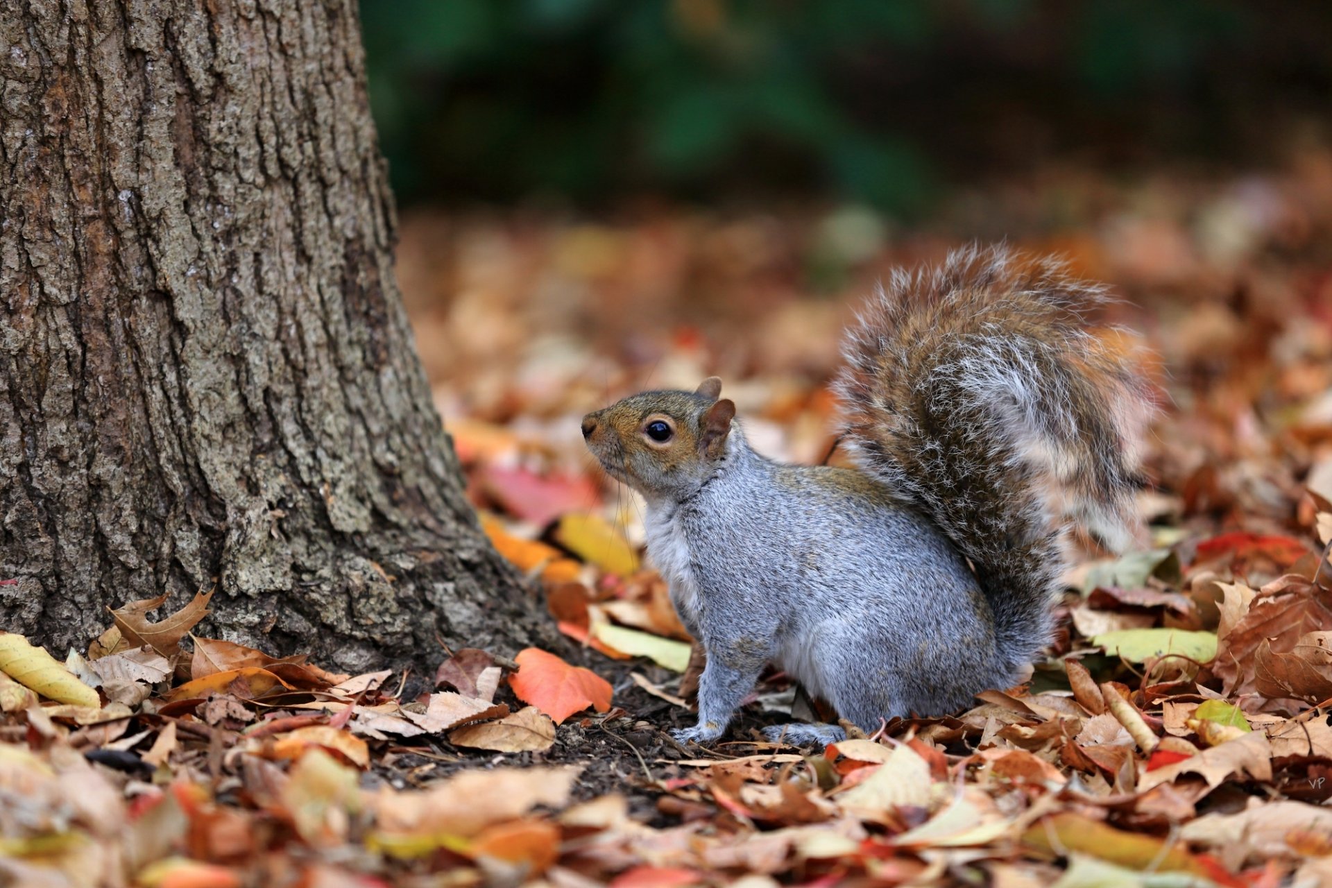 hojas caídas otoño árbol tronco ardilla gris