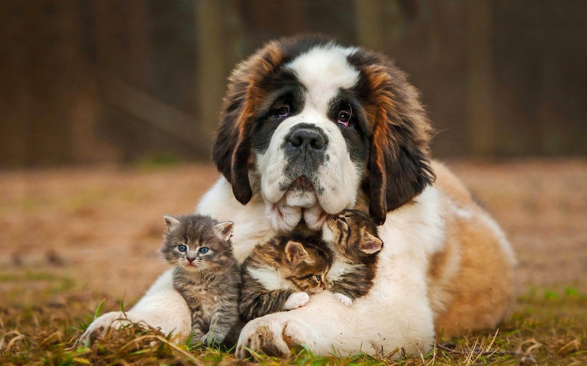 chien saint bernard chatons baby-sitter