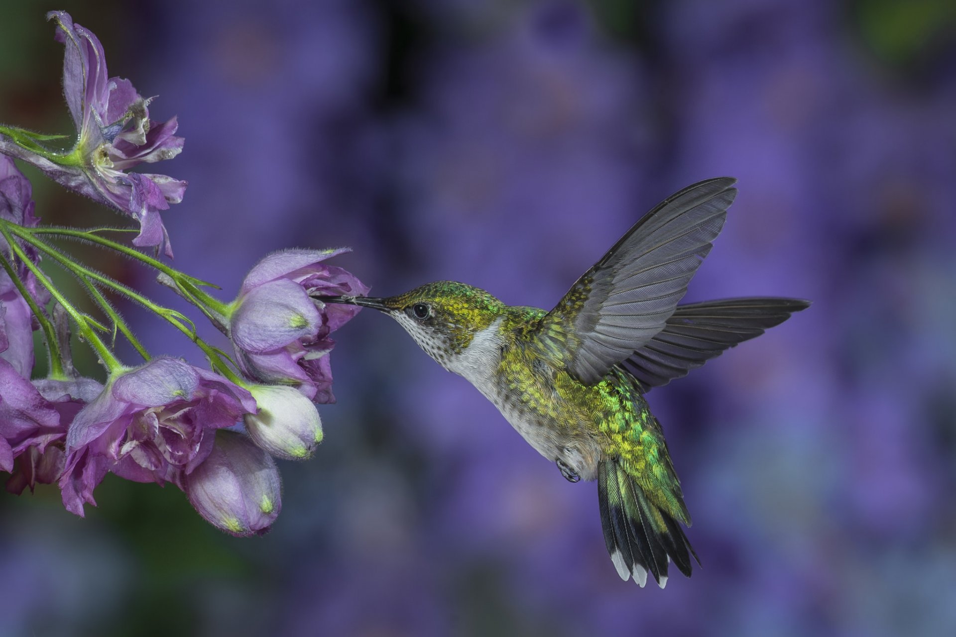 colibrì uccellino volo ali sbattere fiori lilla sfondo