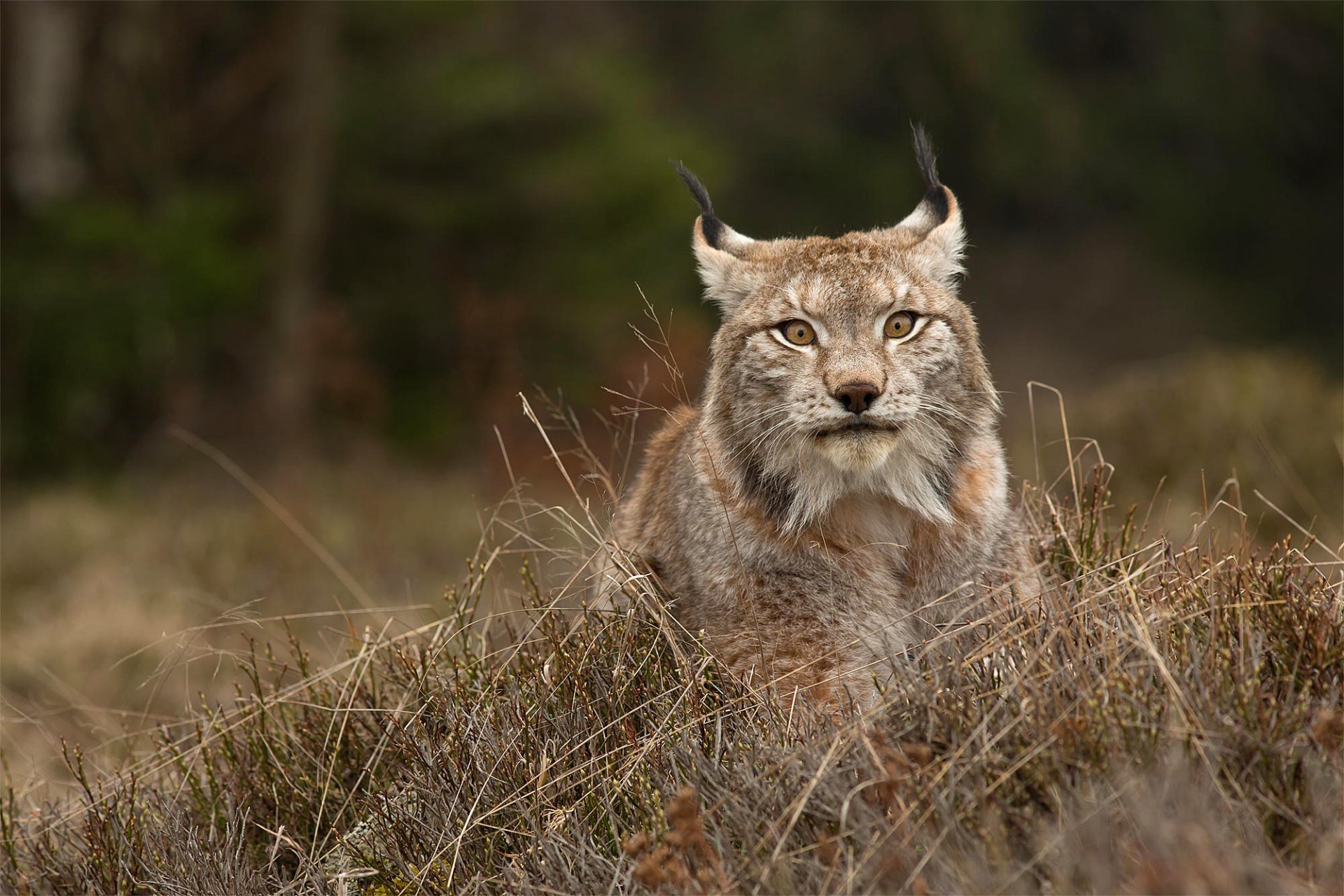 lynx wild cat predator animals face view grass bush nature