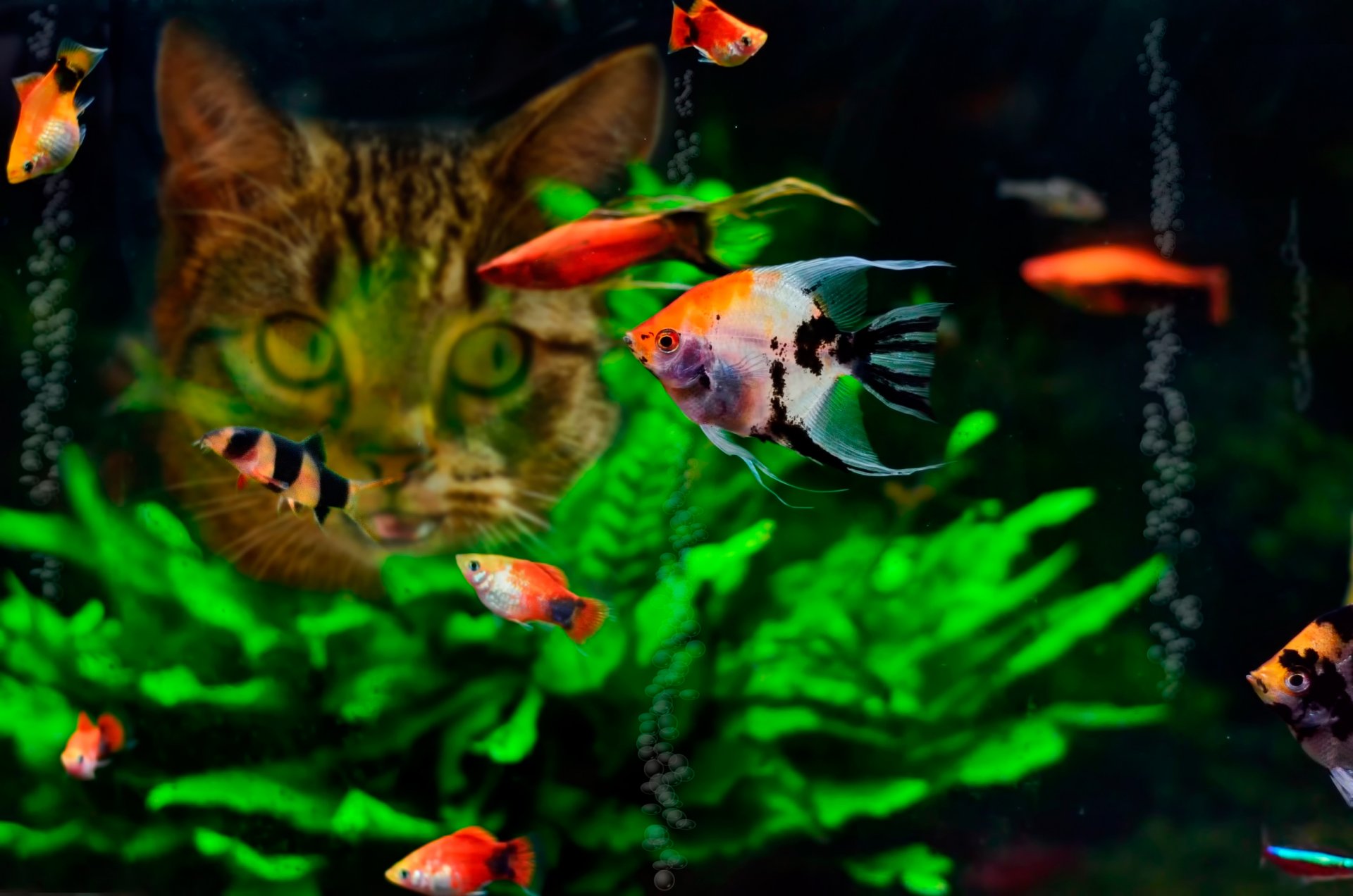 aquarium poissons chat nourriture