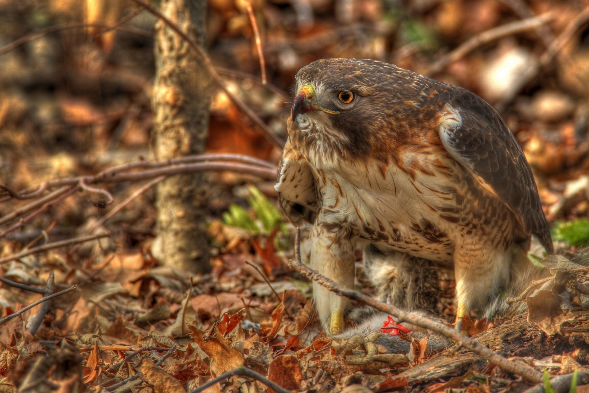 red-tailed hawk hawk leaves branche