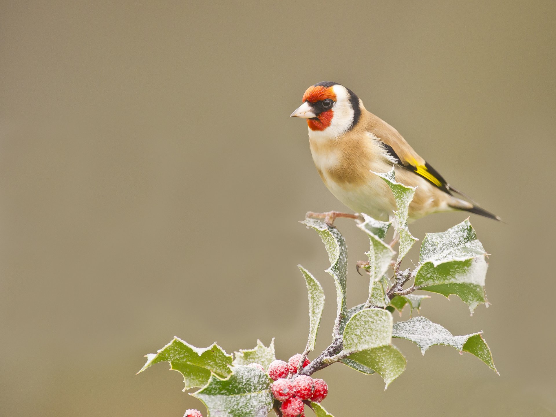 zweig blätter beeren frost vogel stieglitz