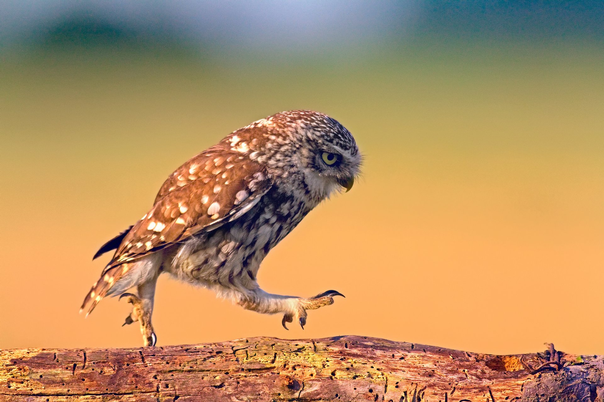 oiseau hibou marche marche planche bois texture fond