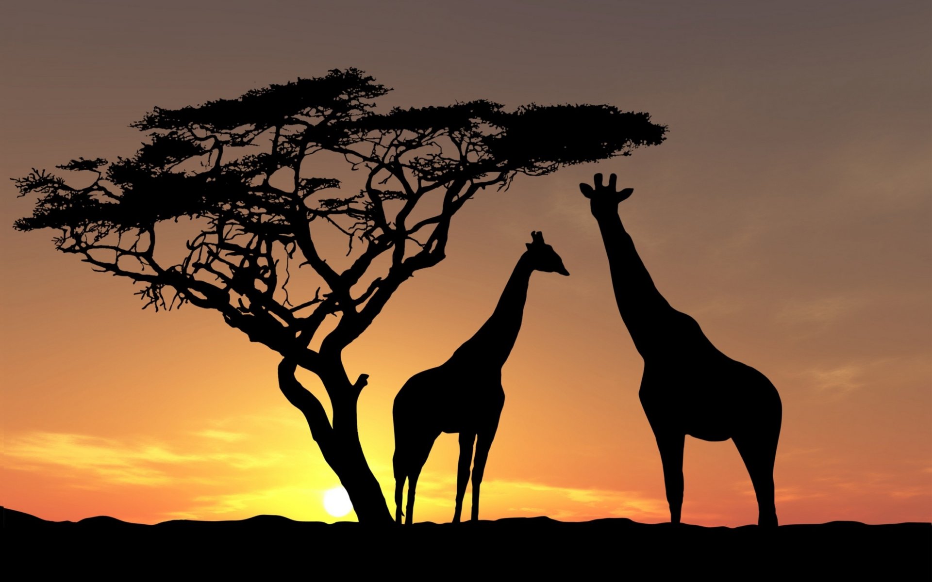 coucher de soleil ombres animaux faune girafes afrique arbre fond jaune-brun