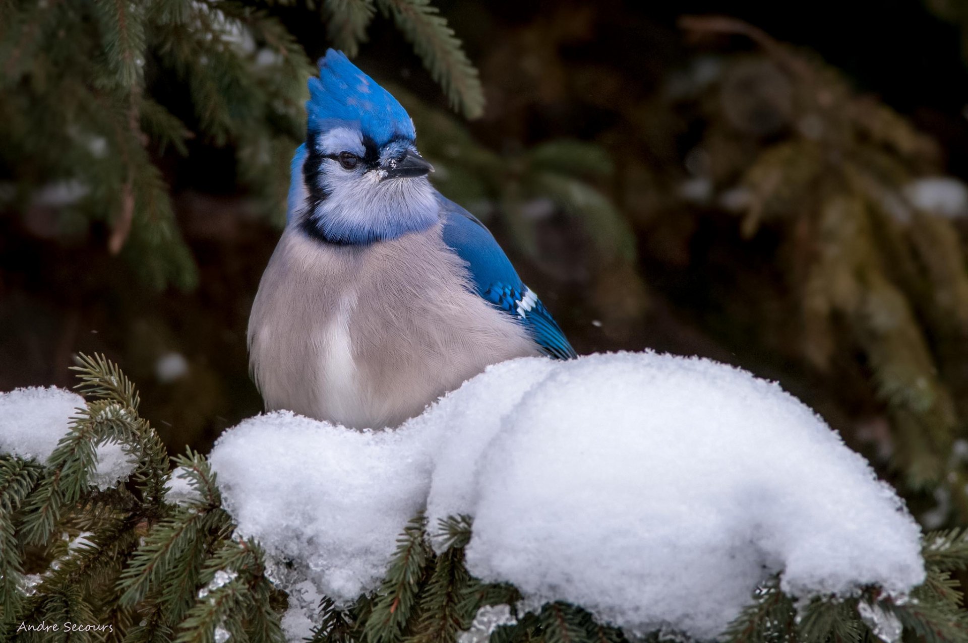 arrendajo azul nieve pájaro