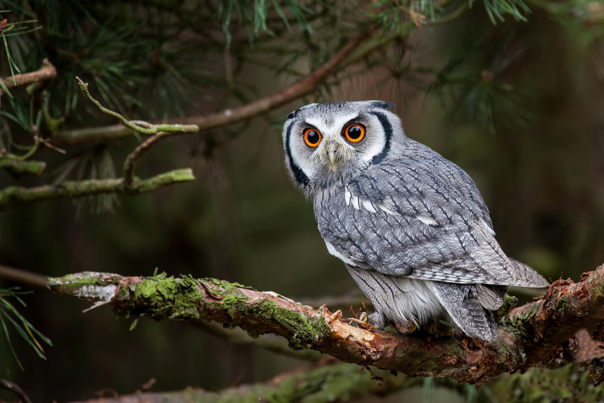 weißgesichtige schaufel eule eule vogel blick zweig baum wald