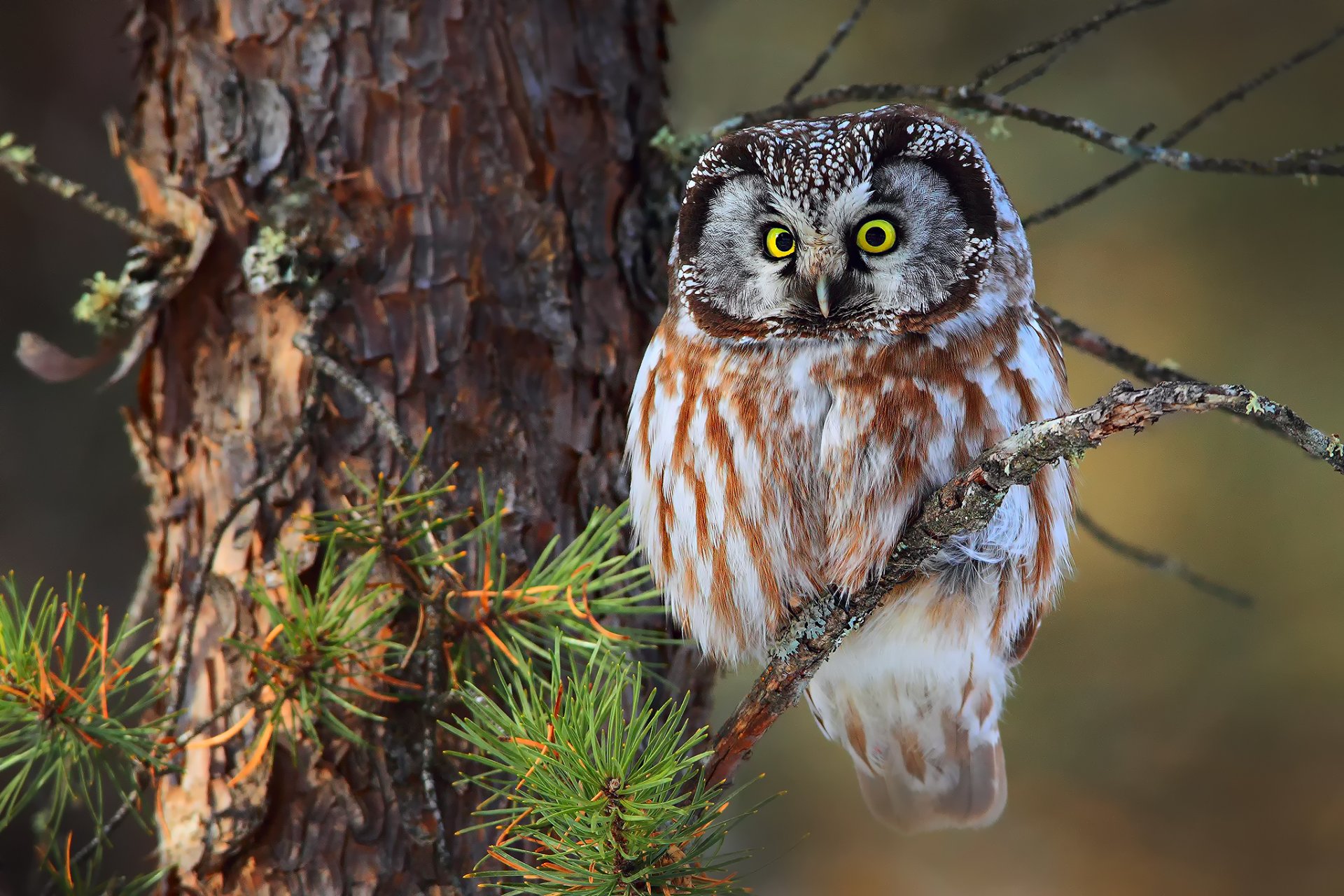 búho lanudo búho pequeño bosque árbol ramas agujas