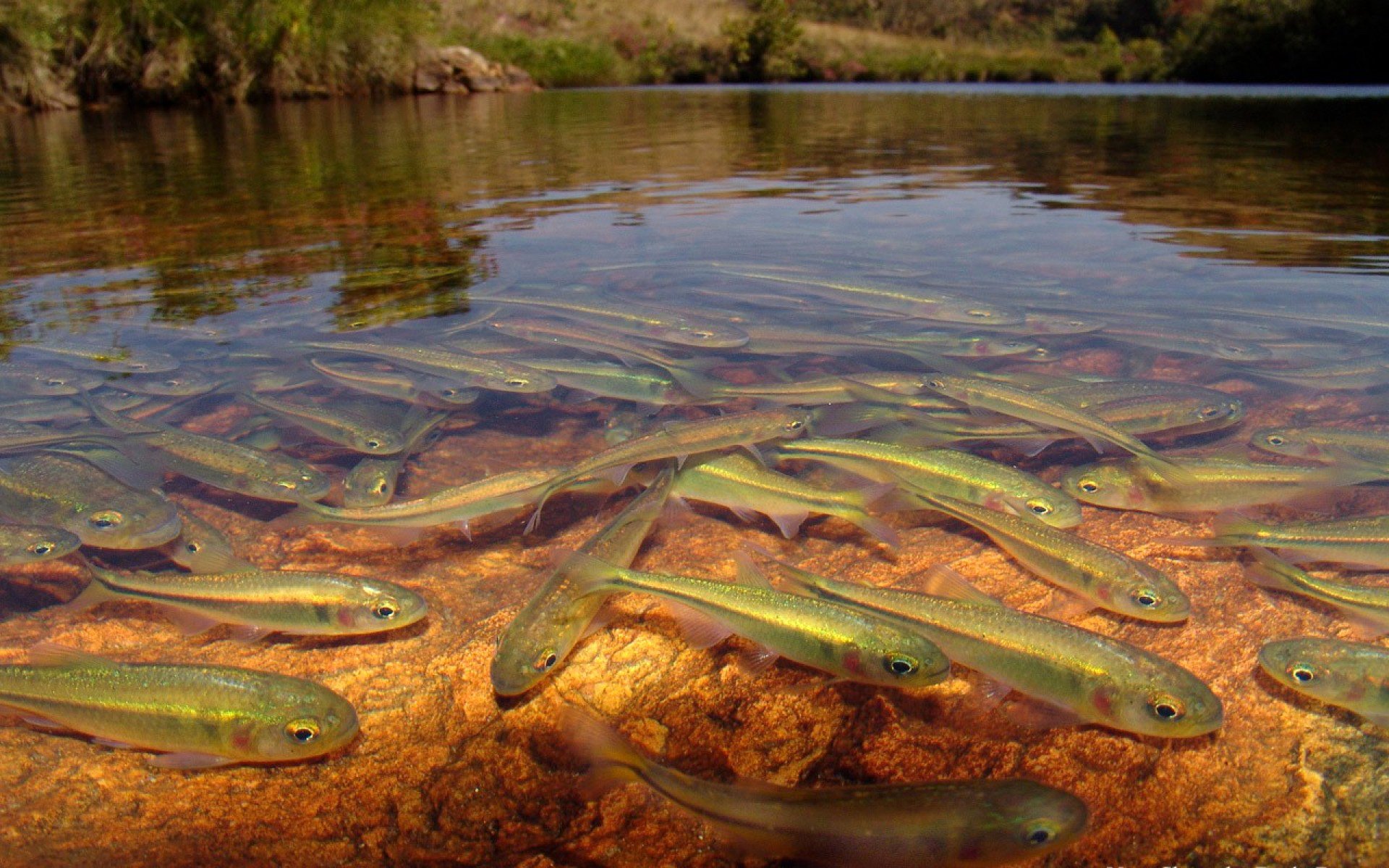 national geographic lac rivière poisson eau transparence