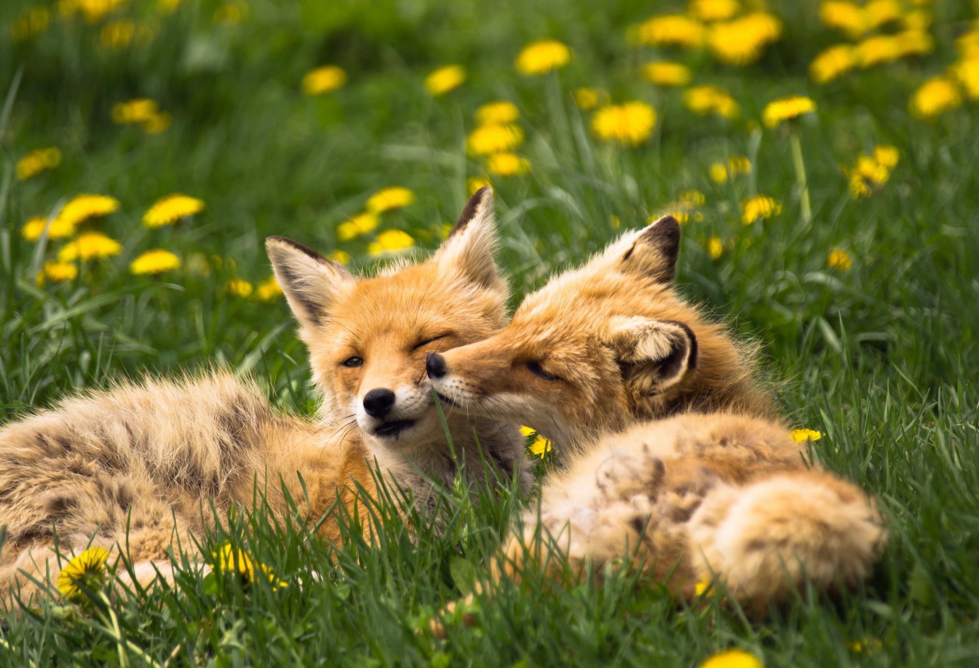 zorros animales hierba dientes de león verano naturaleza