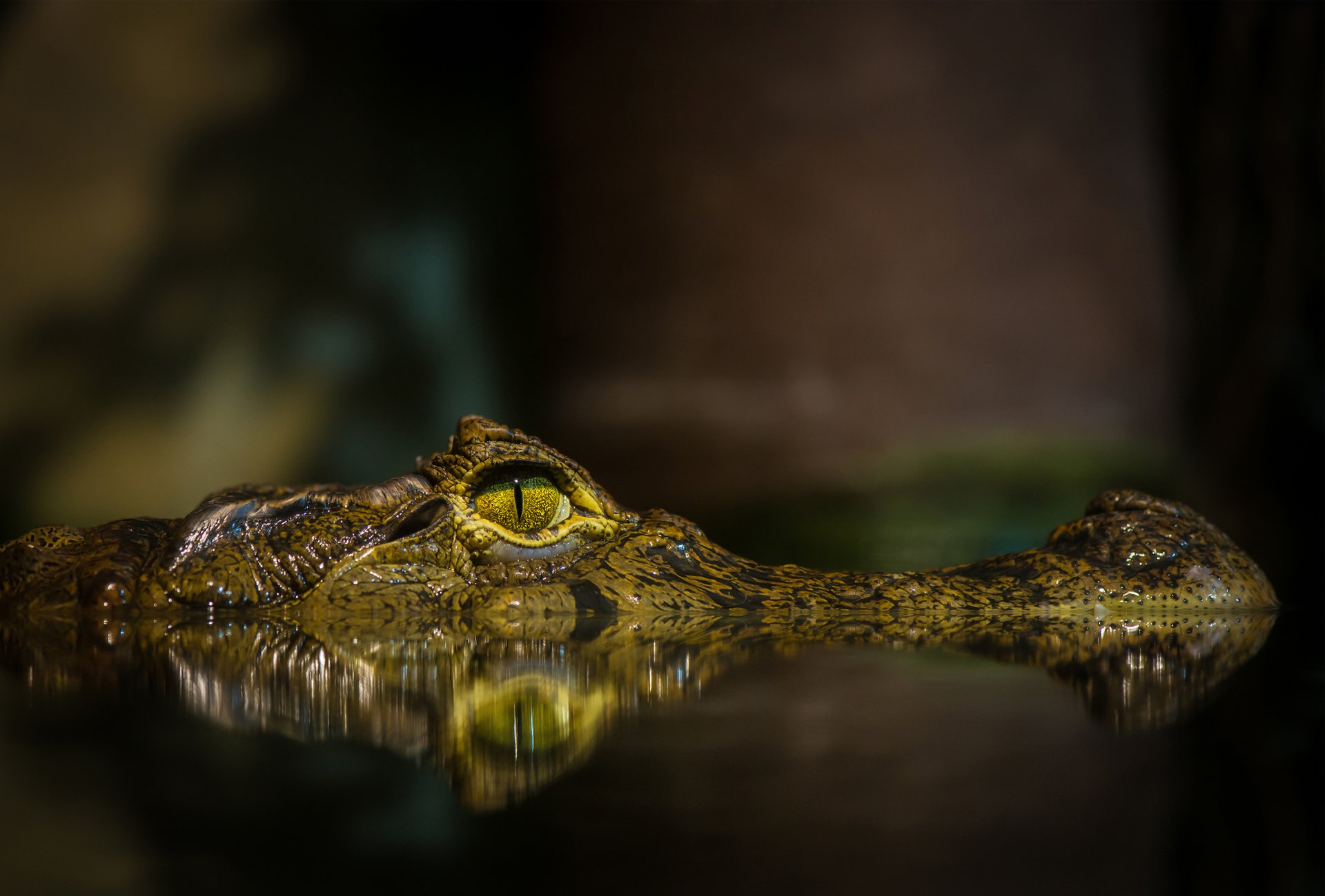 crocodile étang eau oeil museau