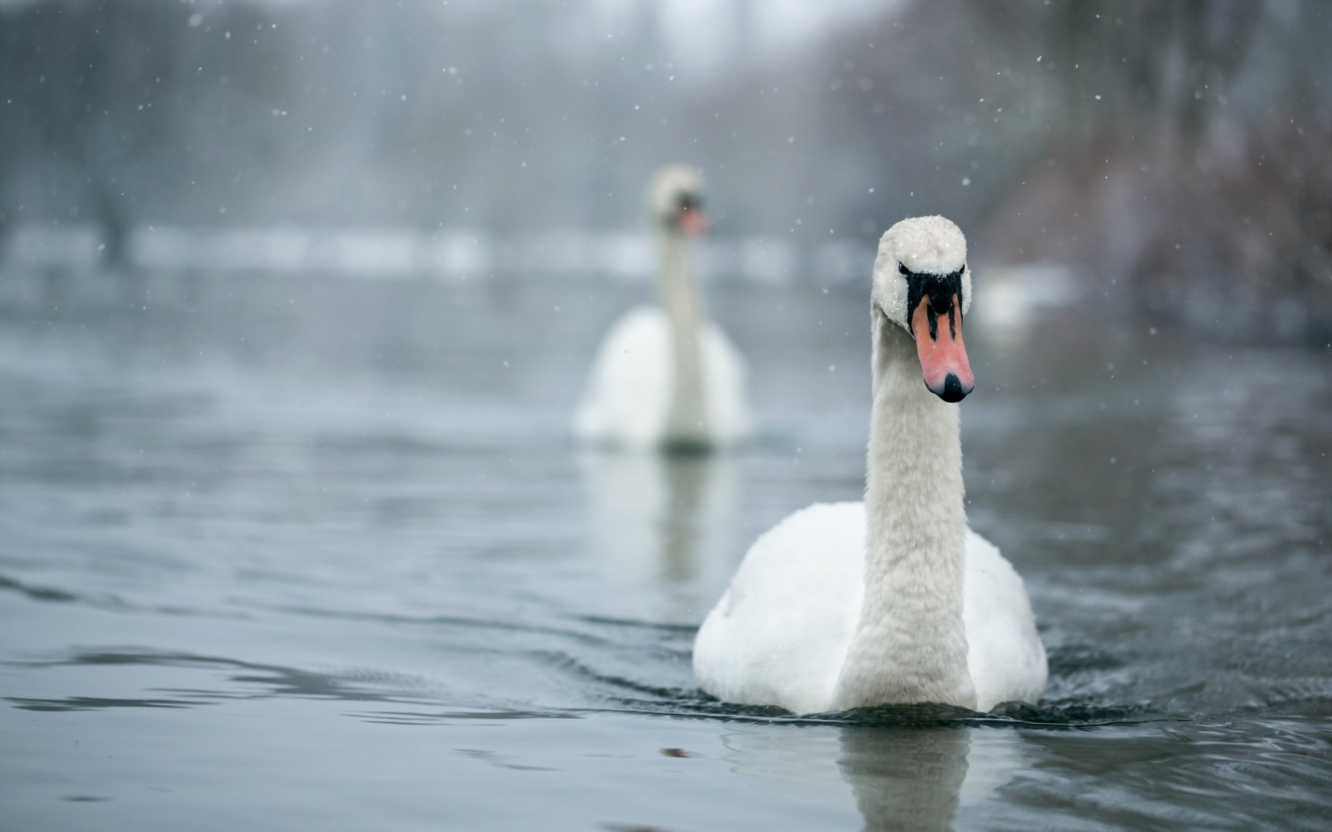 oiseaux cygnes nature