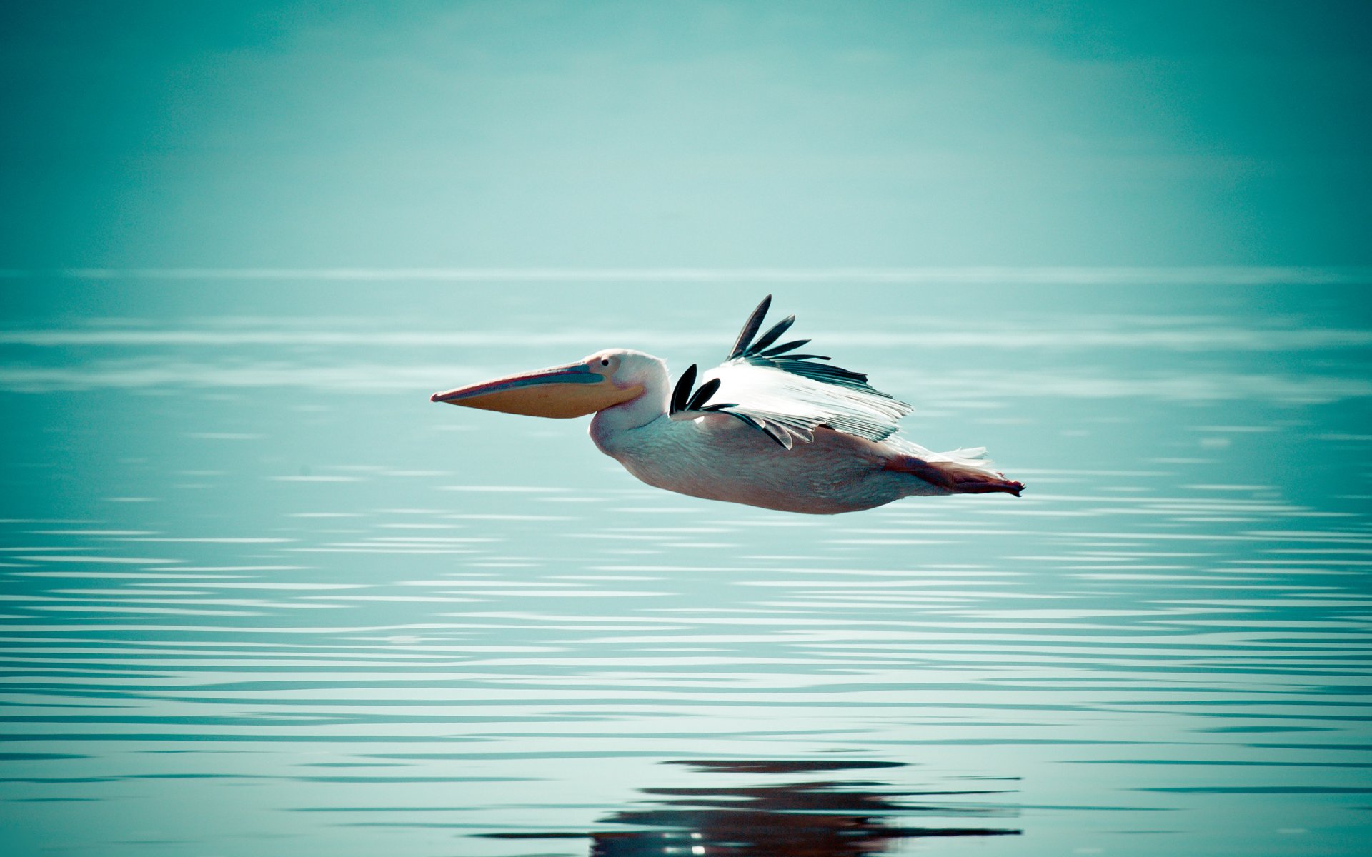 hintergrund wasser oberfläche vogel pelikan flügel