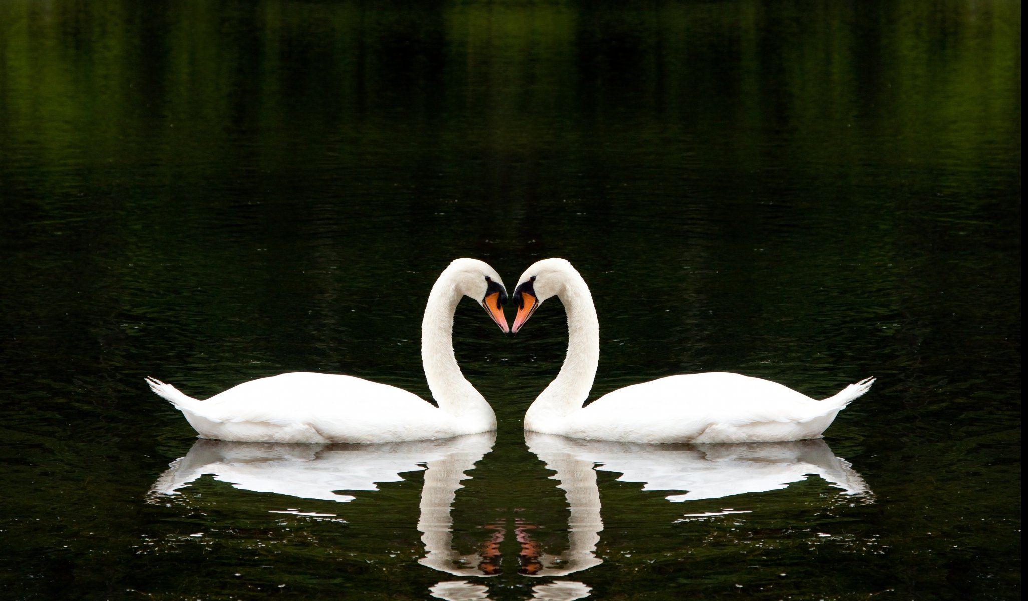 dos cisnes blancos lago romántico juntos amor hermoso romántico corazón