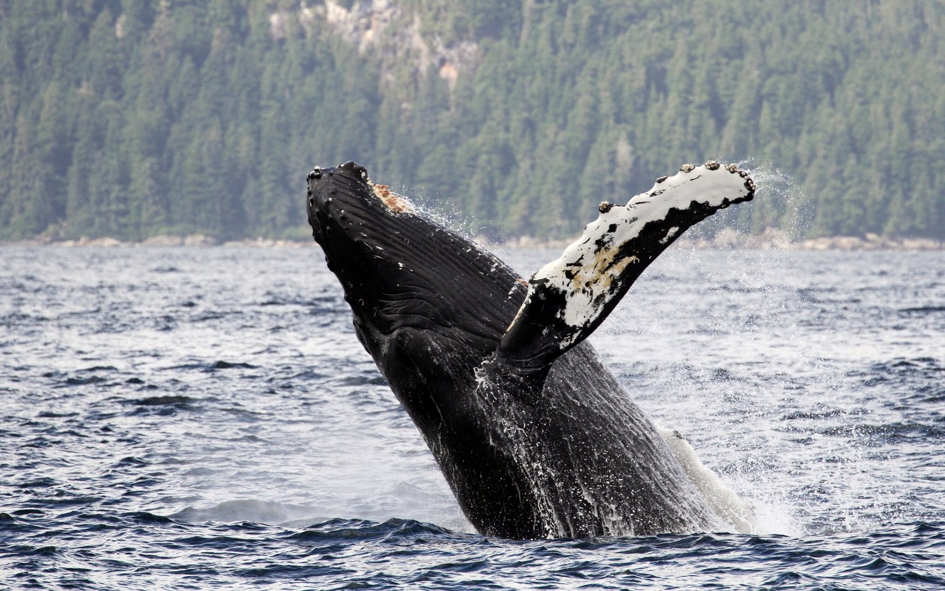 détroit de chatham alaska baleine à bosse bossu rorqual à bras long détroit de chatham eau