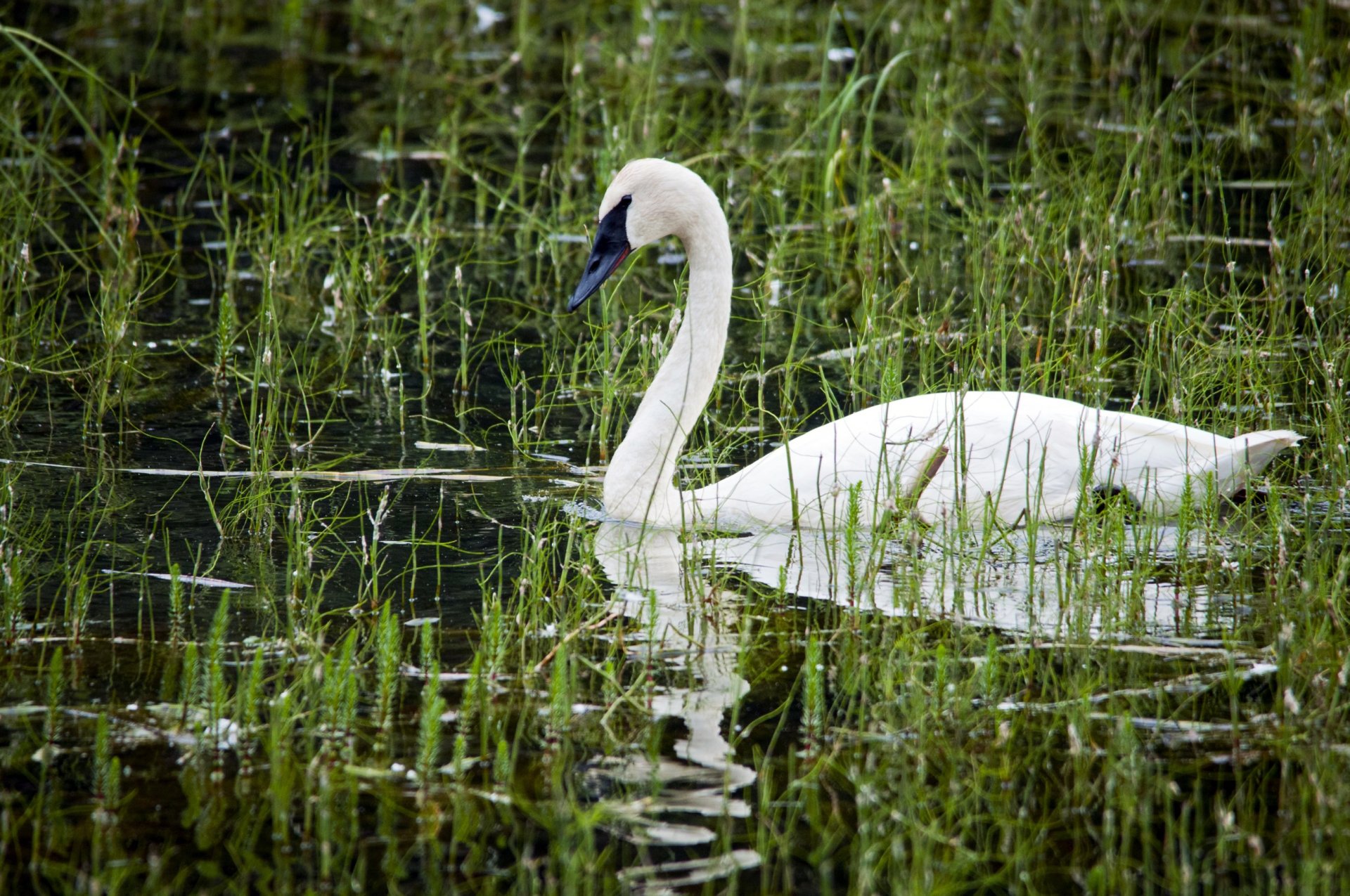 estanque blanco cisne pico