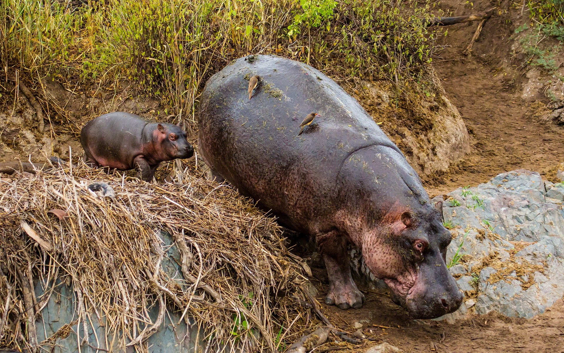 hippopotame animal