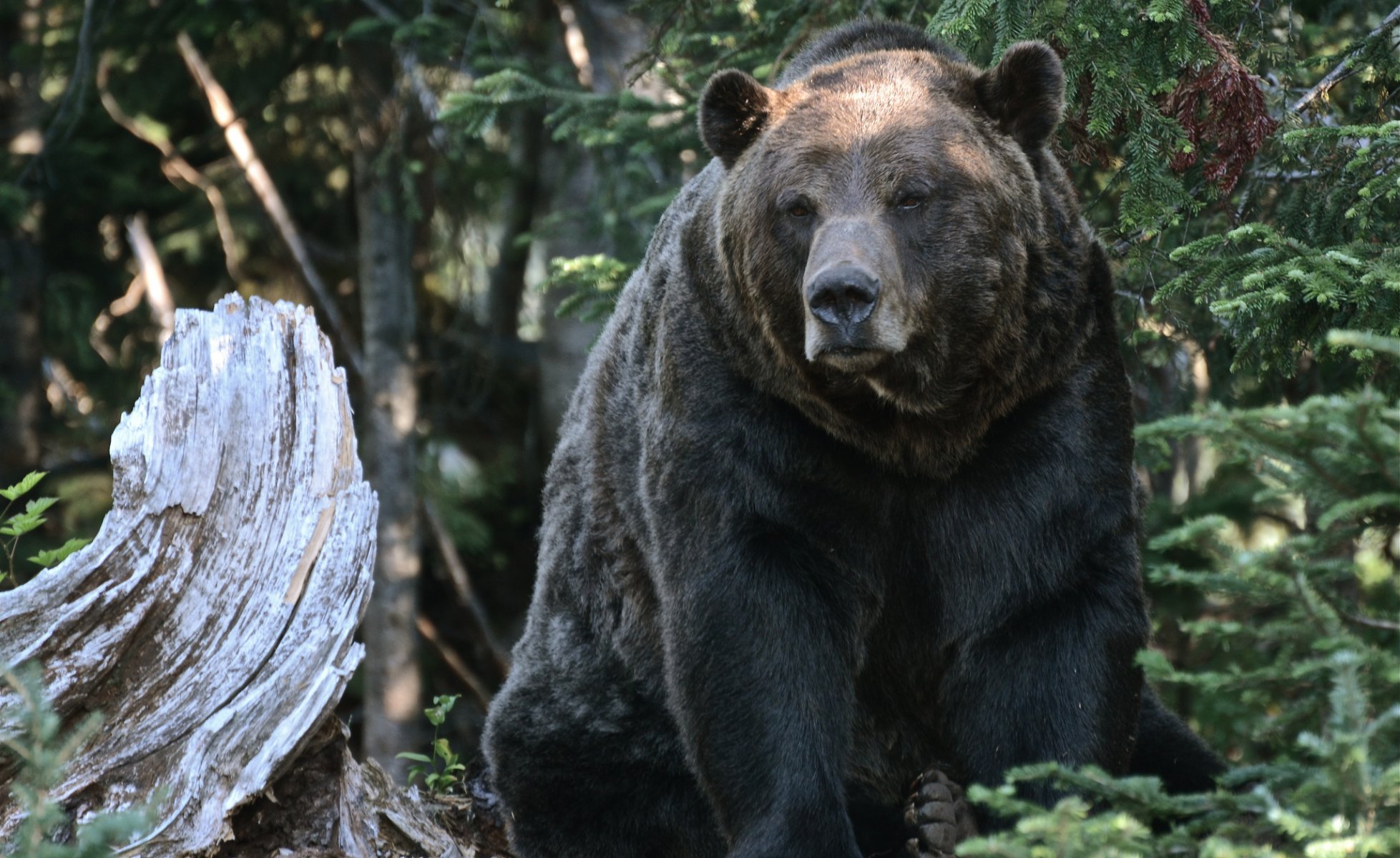 ours grizzly journal forêt nature