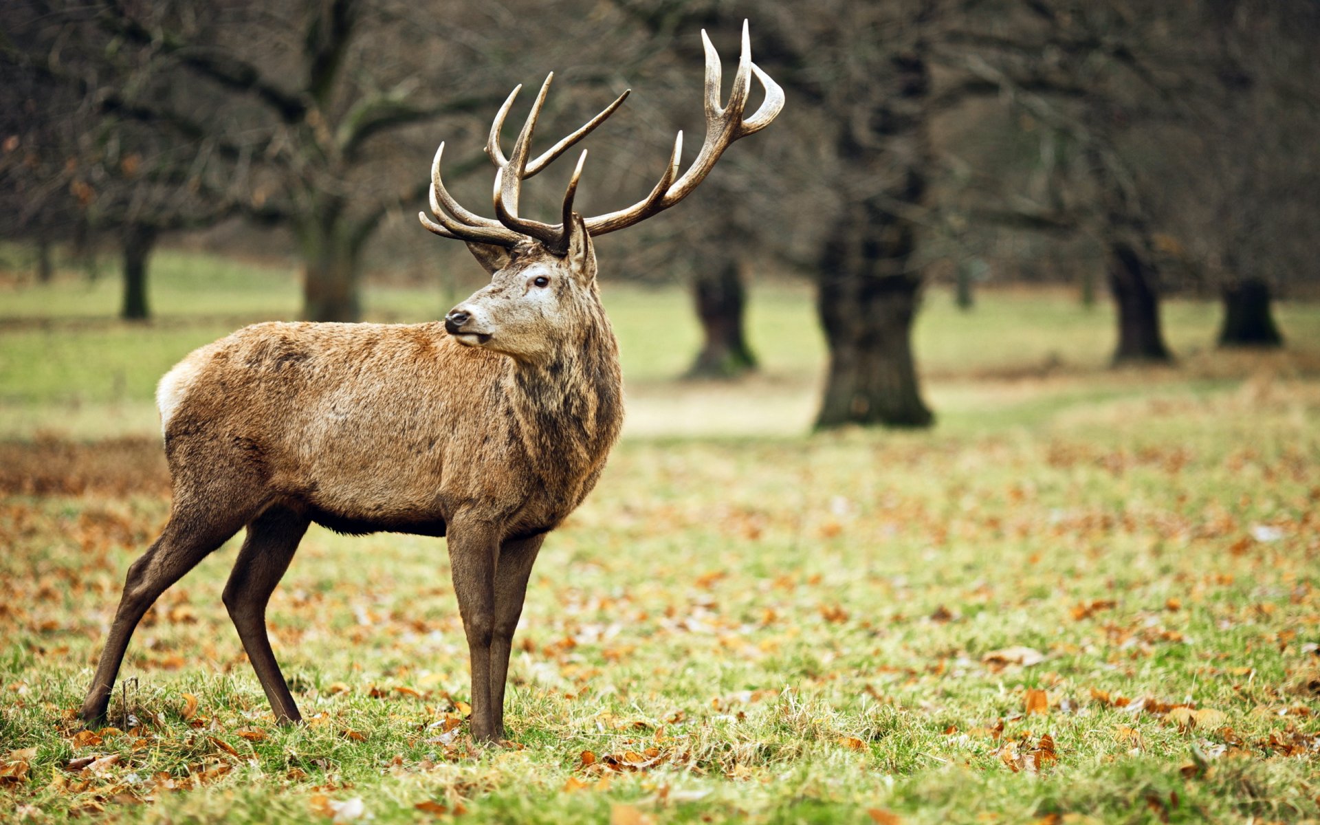 jeleń natura tło