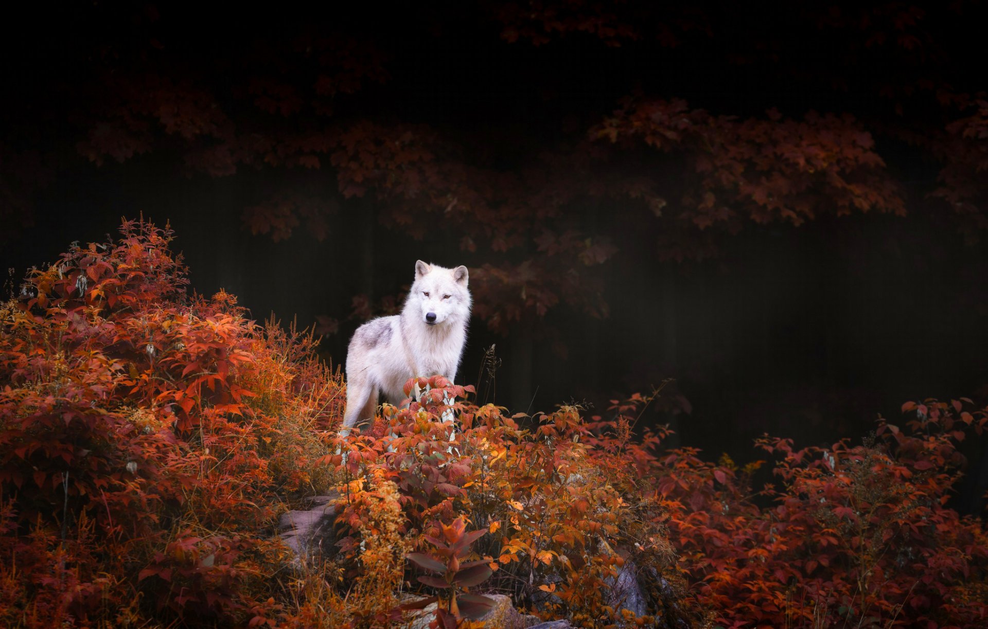 lobo depredador árboles arbustos follaje otoño bosque naturaleza