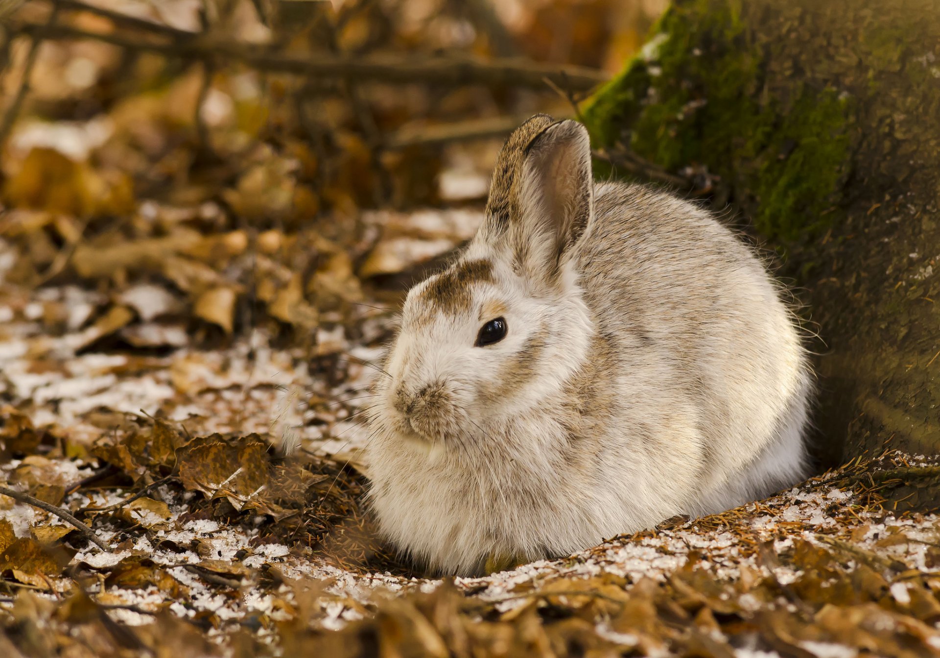 hase blätter wald