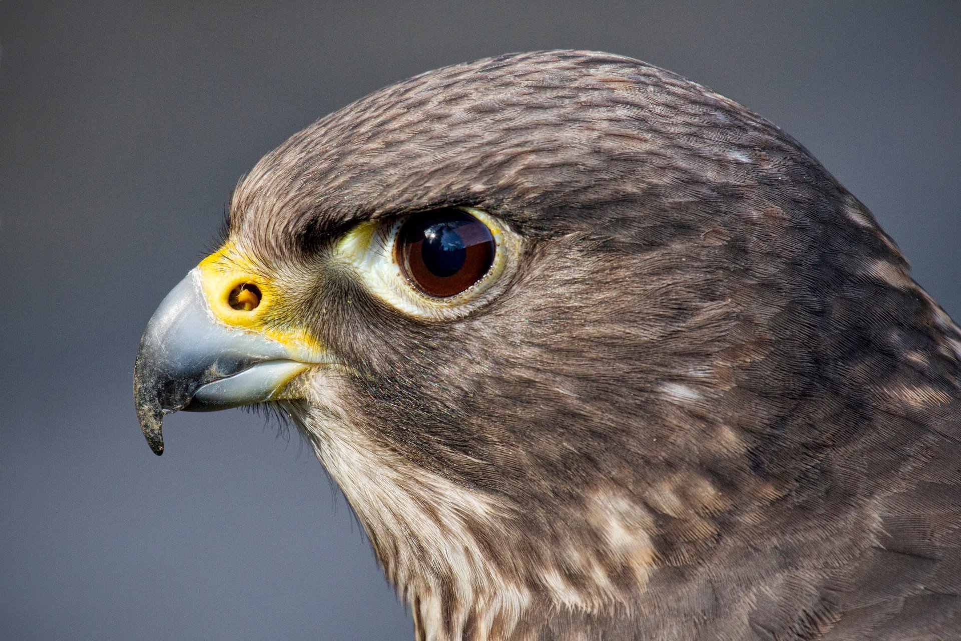 pájaro halcón depredador cabeza ojo vista