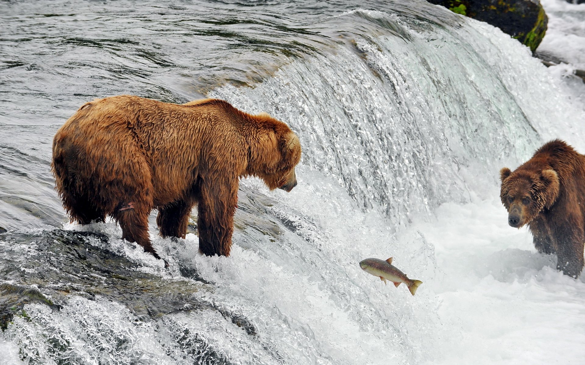 bears fish river