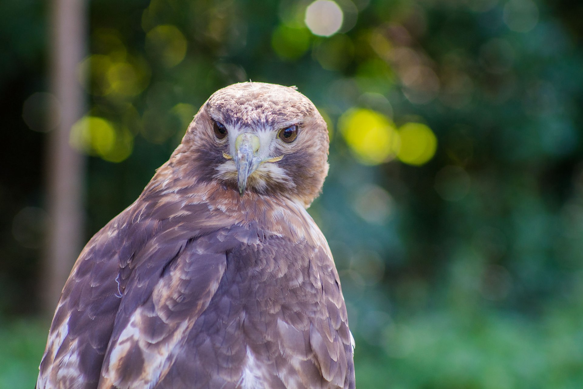 north american red vulture